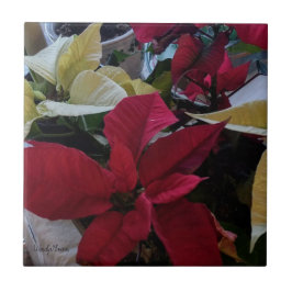 De Cerâmica Azulejo com poinsettias vermelhas e brancas