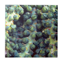 De Cerâmica Azulejo comida