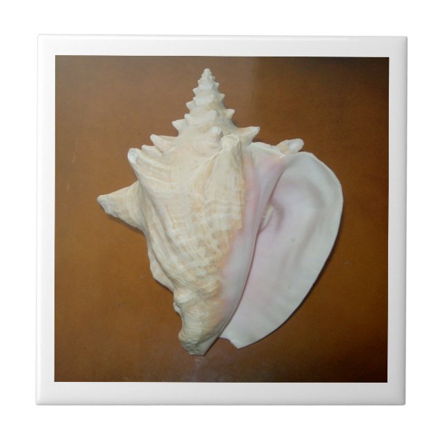 De Cerâmica Azulejo Conch Shell (Frente)