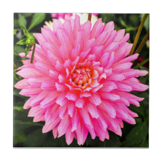 De Cerâmica Azulejo cor-de-rosa da dália