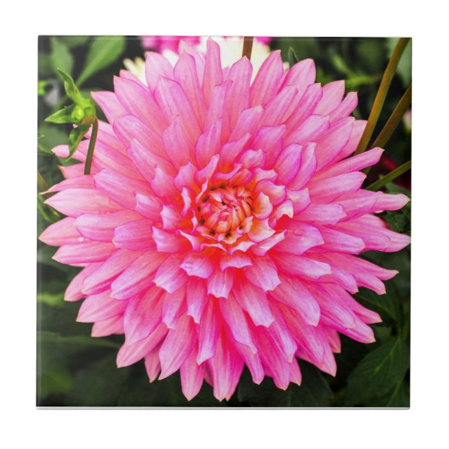 De Cerâmica Azulejo cor-de-rosa da dália (Frente)