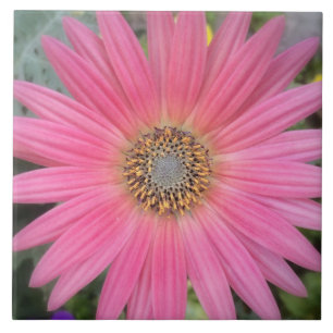 De Cerâmica Azulejo cor-de-rosa da margarida do Gerbera