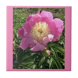 De Cerâmica Azulejo cor-de-rosa da peônia