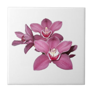 De Cerâmica Azulejo cor-de-rosa das orquídeas do Cymbidium