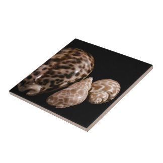 De Cerâmica Azulejo Cowrie Cones