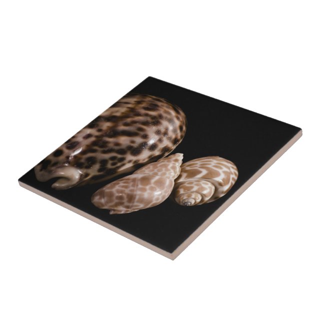 De Cerâmica Azulejo Cowrie Cones (Lateral)