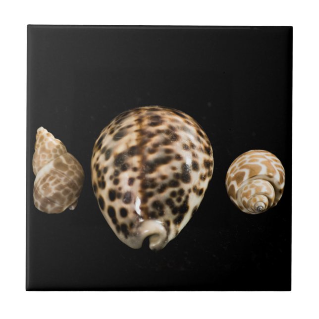 De Cerâmica Azulejo Cowrie Cones 2 (Frente)
