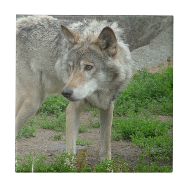 De Cerâmica Azulejo cuidadoso do lobo (Frente)