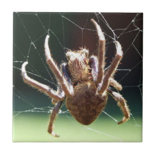 De Cerâmica Azulejo da aranha do tecelão da esfera do jardim
