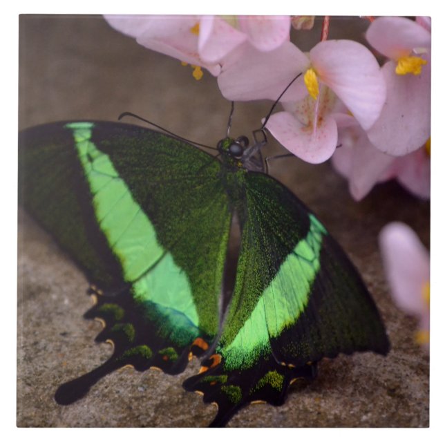 De Cerâmica Azulejo da borboleta (Frente)