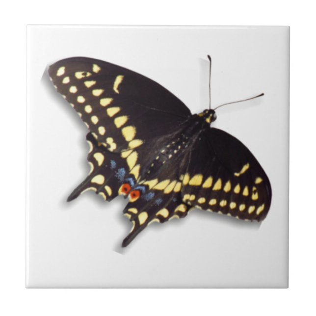 De Cerâmica Azulejo da borboleta - cauda do Swallowtail preto (Frente)