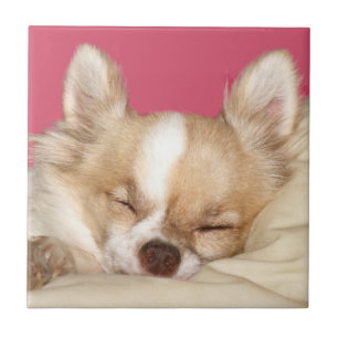 De Cerâmica Azulejo da cara da chihuahua