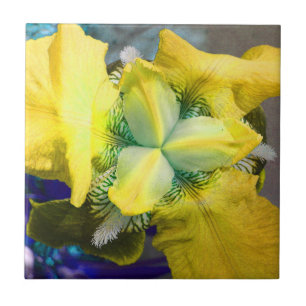 De Cerâmica Azulejo da flor da íris amarela
