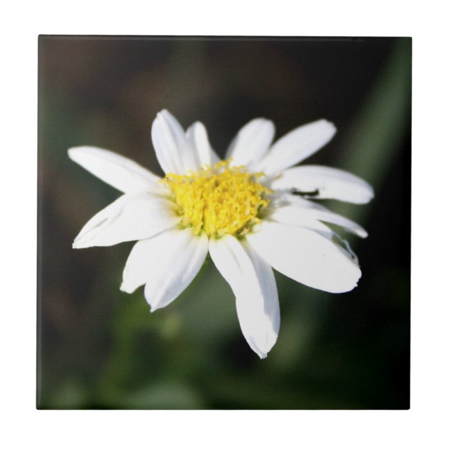De Cerâmica Azulejo da flor da margarida (Frente)