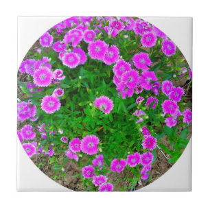 De Cerâmica Azulejo da Flor Dianthus Rosa