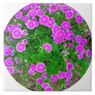 De Cerâmica Azulejo da Flor Dianthus Rosa