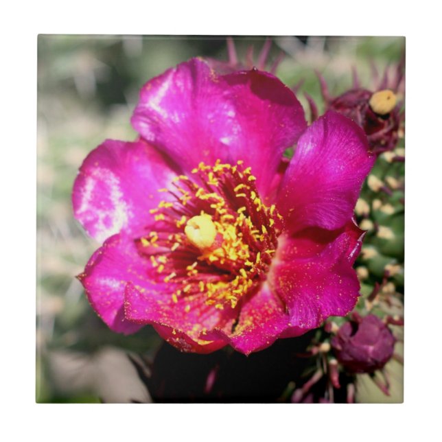 De Cerâmica azulejo da flor do cacto (Frente)