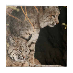 De Cerâmica Azulejo da foto do lince