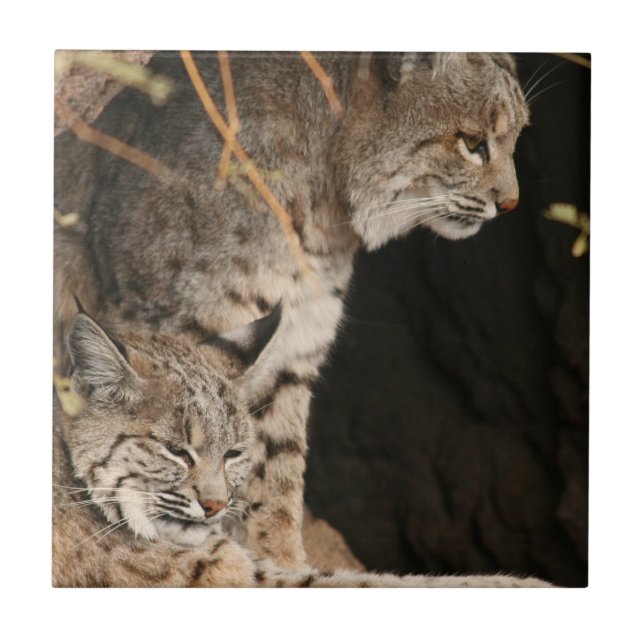 De Cerâmica Azulejo da foto do lince (Frente)