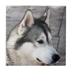 De Cerâmica Azulejo da foto do Malamute