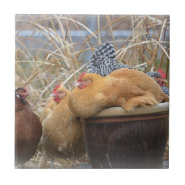 De Cerâmica Azulejo da galinha