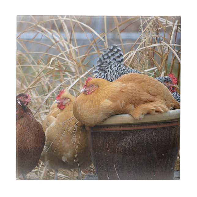 De Cerâmica Azulejo da galinha (Frente)