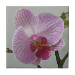 De Cerâmica Azulejo da orquídea