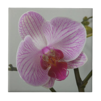 De Cerâmica Azulejo da orquídea