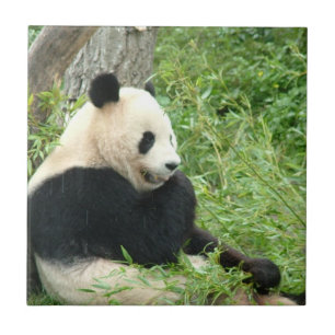 De Cerâmica Azulejo da panda