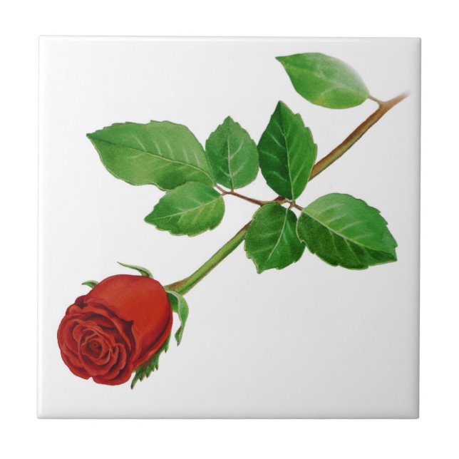 De Cerâmica Azulejo da rosa vermelha (Frente)