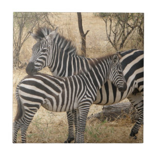 De Cerâmica Azulejo da zebra da mãe e do bebê