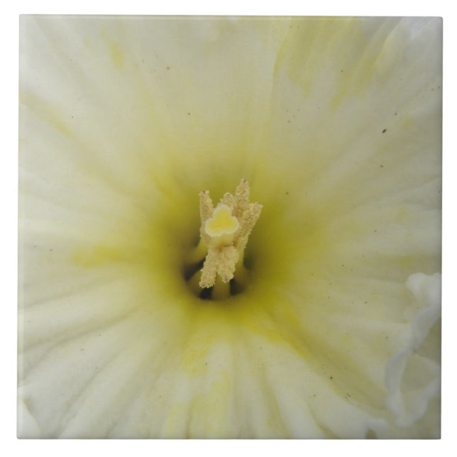 De Cerâmica Azulejo Daffodil bonito (Frente)