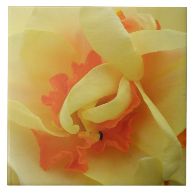 De Cerâmica Azulejo Daffodil rico (Frente)
