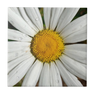 De Cerâmica Azulejo Daisy Dew