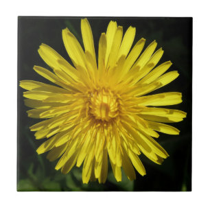 De Cerâmica Azulejo Dandelion