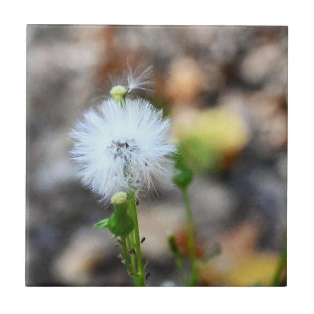 De Cerâmica Azulejo Dandelion Seeds (Frente)