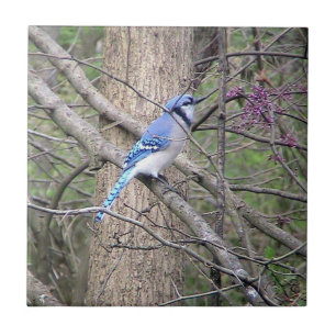 De Cerâmica Azulejo Decorativo Blue Jay (Ohio)