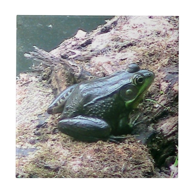 De Cerâmica Azulejo decorativo brilhante Sapo verde (Frente)