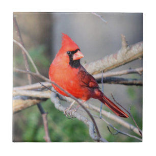 De Cerâmica Azulejo Decorativo Cardinal Cheery