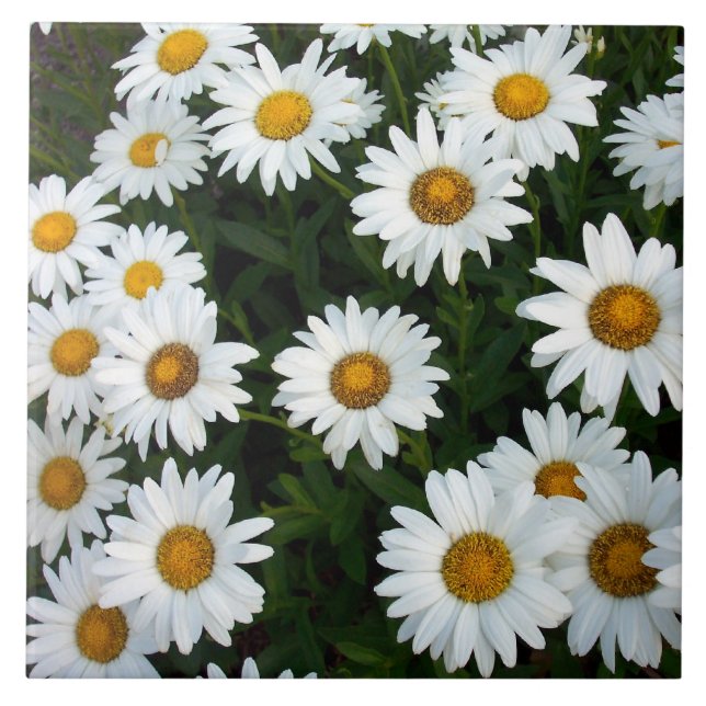 De Cerâmica Azulejo Decorativo Daisy (Frente)