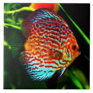 De Cerâmica Azulejo decorativo dos peixes do aquário do disco