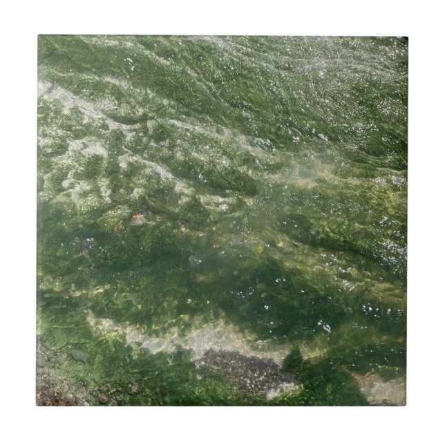 De Cerâmica Azulejo Decorativo Verde (Frente)