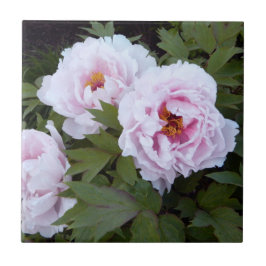 De Cerâmica Azulejo Decorrido bonito Pink Peony
