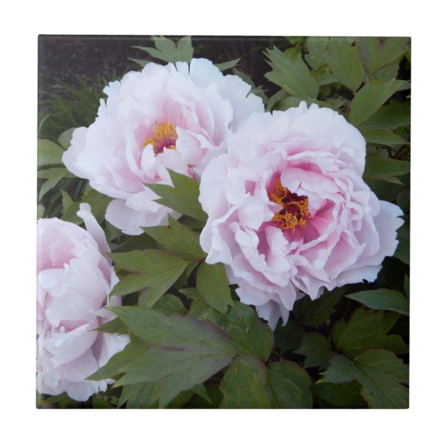 De Cerâmica Azulejo Decorrido bonito Pink Peony (Frente)