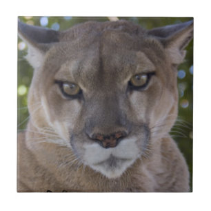 De Cerâmica Azulejo do ataque súbito do puma