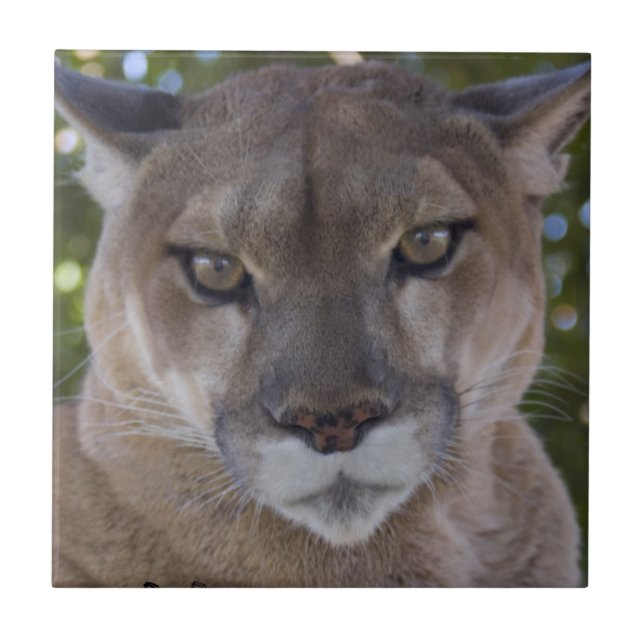 De Cerâmica Azulejo do ataque súbito do puma (Frente)