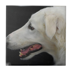 De Cerâmica Azulejo do Borzoi