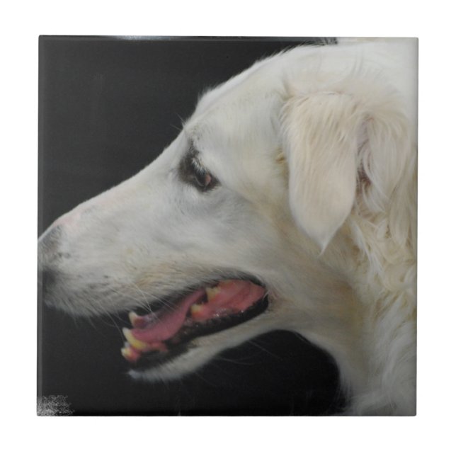 De Cerâmica Azulejo do Borzoi (Frente)