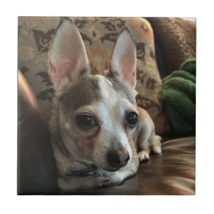 De Cerâmica Azulejo do cão da chihuahua