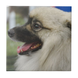 De Cerâmica Azulejo do cão do Keeshond